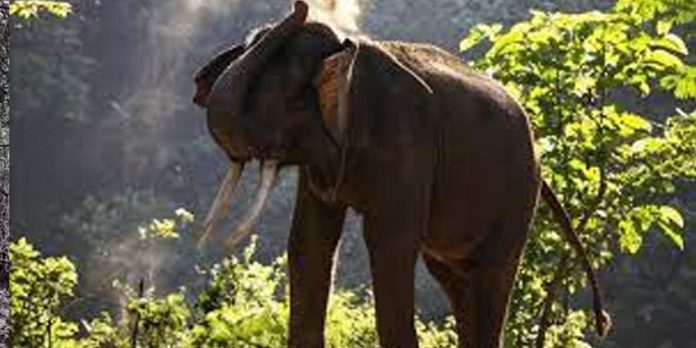കാട്ടാനയെ പേടിച്ച് ഓടിയ ആദിവാസി സ്ത്രീ തലയിടിച്ച് വീണ് മരിച്ചു കാട്ടാനയെ പേടിച്ച് ഓടിയ ആദിവാസി സ്ത്രീ തലയിടിച്ച് വീണ് മരിച്ചു