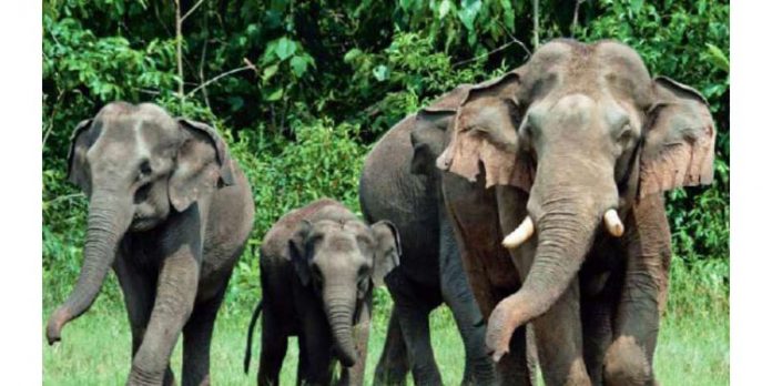 വെടി ശബ്ദത്തിലും മടങ്ങാതെ ആനകൾ : തകർത്തത് ആദിവാസി കുടുംബങ്ങളുടെ കൃഷി വെടി ശബ്ദത്തിലും മടങ്ങാതെ ആനകൾ : തകർത്തത് ആദിവാസി കുടുംബങ്ങളുടെ കൃഷി