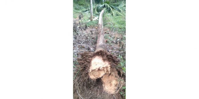 തേക്കുതോട് മൂർത്തിമണ്ണിൽ കാട്ടാന കൃഷി നശിപ്പിച്ചു തേക്കുതോട് മൂർത്തിമണ്ണിൽ കാട്ടാന കൃഷി നശിപ്പിച്ചു