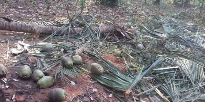 കാട്ടാന കൃഷി നശിപ്പിച്ചു കാട്ടാന കൃഷി നശിപ്പിച്ചു