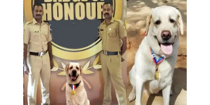 ആലപ്പുഴ ഡോഗ് സ്ക്വാഡിലെ ലിസിക്ക് ഡിജിപിയുടെ മെഡൽ ഓഫ് എക്സലൻസ് ആലപ്പുഴ ഡോഗ് സ്ക്വാഡിലെ ലിസിക്ക് ഡിജിപിയുടെ മെഡൽ ഓഫ് എക്സലൻസ്