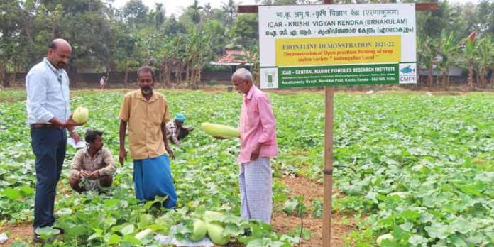 വേനല് ചൂടിന് നാടന് പ്രതിരോധം ; പൊട്ടുവെള്ളരി ജ്യൂസിനെ ജനകീയമാക്കാന് കെവികെ വേനല് ചൂടിന് നാടന് പ്രതിരോധം ; പൊട്ടുവെള്ളരി ജ്യൂസിനെ ജനകീയമാക്കാന് കെവികെ