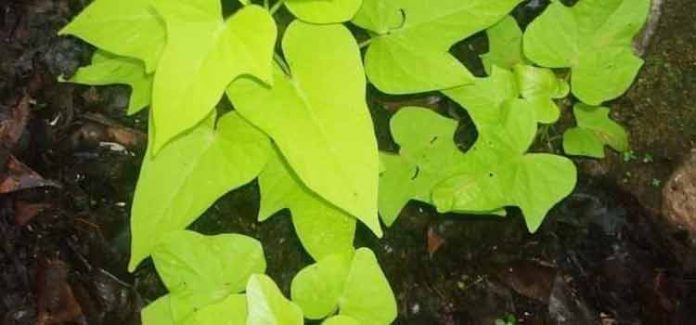മധുരക്കിഴങ്ങില പോക്ഷക പ്രദാനവും രുചികരവും മധുരക്കിഴങ്ങില പോക്ഷക പ്രദാനവും രുചികരവും