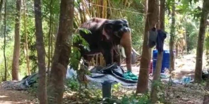 പുലിയന്നൂര് ക്ഷേത്രത്തില് ഉല്സവത്തിനെത്തിച്ച രണ്ട് ആനകള് ഇടഞ്ഞു പുലിയന്നൂര് ക്ഷേത്രത്തില് ഉല്സവത്തിനെത്തിച്ച രണ്ട് ആനകള് ഇടഞ്ഞു