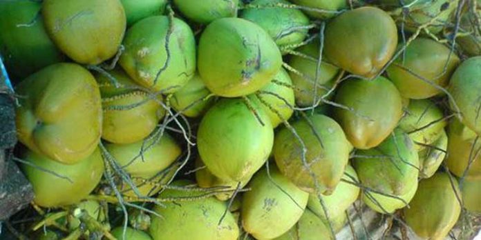 ചൂട് അസഹ്യം ; ചർമം വരളുന്നു, മുടി കൊഴിയുന്നു – പരിഹാരം കരിക്ക് ചൂട് അസഹ്യം ; ചർമം വരളുന്നു, മുടി കൊഴിയുന്നു – പരിഹാരം കരിക്ക്