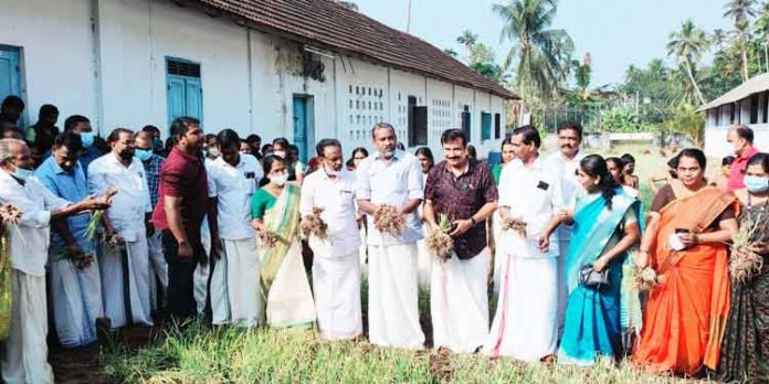 സുഭിക്ഷ കേരളം ; ഉള്ളികൃഷി വിളവെടുപ്പ് മന്ത്രി പി.പ്രസാദ് ഉദ്ഘാടനം ചെയ്തു സുഭിക്ഷ കേരളം ; ഉള്ളികൃഷി വിളവെടുപ്പ് മന്ത്രി പി.പ്രസാദ് ഉദ്ഘാടനം ചെയ്തു