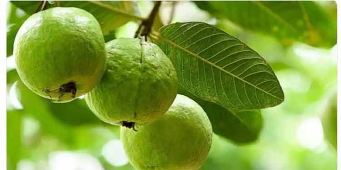 പേരയ്ക്ക വണ്ണം കുറയ്ക്കാൻ സഹായിക്കുമോ? പേരയ്ക്ക വണ്ണം കുറയ്ക്കാൻ സഹായിക്കുമോ?