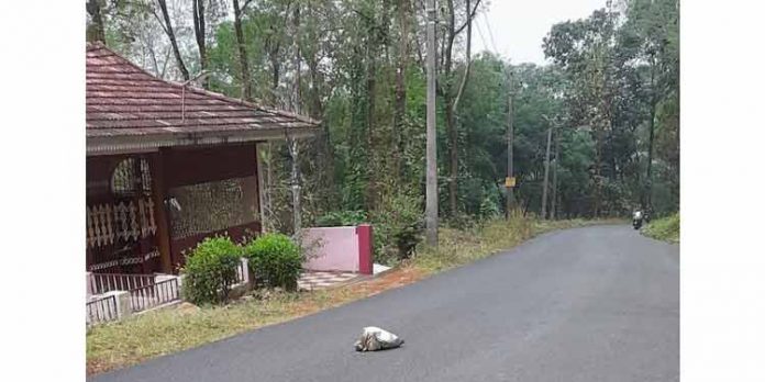 പ്രധാന റോഡിലും വീടുകള്ക്കു മുമ്പിലും ദുര്ഗന്ധം വമിക്കുന്ന മാലിന്യങ്ങള് കവറിലാക്കി വലിച്ചെറിയുന്നു പ്രധാന റോഡിലും വീടുകള്ക്കു മുമ്പിലും ദുര്ഗന്ധം വമിക്കുന്ന മാലിന്യങ്ങള് കവറിലാക്കി വലിച്ചെറിയുന്നു