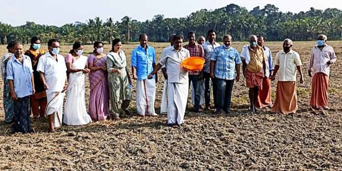 വളളിക്കോട് തട്ട ഏലായില് ഇടവിളയായി എളള്, പയര് കൃഷി തുടങ്ങി വളളിക്കോട് തട്ട ഏലായില് ഇടവിളയായി എളള്, പയര് കൃഷി തുടങ്ങി