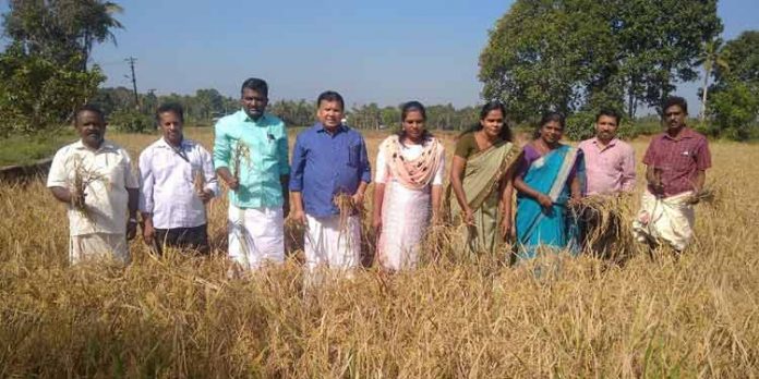 മാമ്പ്രപ്പാടത്ത് 40 ഏക്കര് പാടശേഖരത്തില് വിളവെടുപ്പ് ഉത്സവം നടന്നു മാമ്പ്രപ്പാടത്ത് 40 ഏക്കര് പാടശേഖരത്തില് വിളവെടുപ്പ് ഉത്സവം നടന്നു