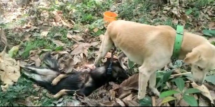 ചത്ത നായയെ ജീവനുള്ള നായയുടെ ശരീരത്തിൽ കെട്ടി റോഡിൽ ഉപേക്ഷിച്ചതായി വ്യാജ ആരോപണം ചത്ത നായയെ ജീവനുള്ള നായയുടെ ശരീരത്തിൽ കെട്ടി റോഡിൽ ഉപേക്ഷിച്ചതായി വ്യാജ ആരോപണം