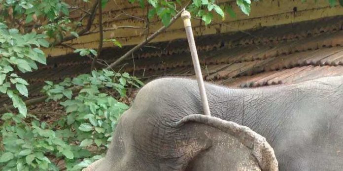 ആനകളെ നിയന്ത്രിക്കാൻ ഇരുമ്പ് തോട്ടി വേണ്ട ; വിലക്കേർപ്പെടുത്തി വനം വകുപ്പ് ആനകളെ നിയന്ത്രിക്കാൻ ഇരുമ്പ് തോട്ടി വേണ്ട ; വിലക്കേർപ്പെടുത്തി വനം വകുപ്പ്