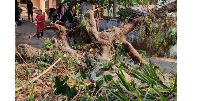 പഴക്കം ചെന്ന മരങ്ങൾ സമീപവാസികൾക്ക് ഭീഷണിയാവുന്നു പഴക്കം ചെന്ന മരങ്ങൾ സമീപവാസികൾക്ക് ഭീഷണിയാവുന്നു