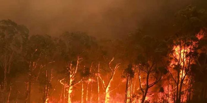 പാലോട് പെരിങ്ങമ്മല വനമേഖലയില് കാട്ടുതീ പടരുന്നു പാലോട് പെരിങ്ങമ്മല വനമേഖലയില് കാട്ടുതീ പടരുന്നു