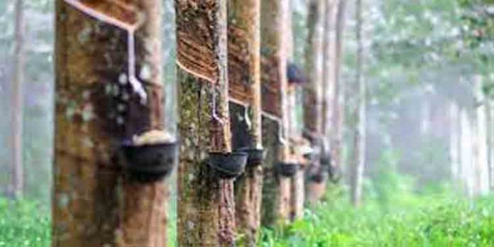 റബ്ബര് മേഖലയ്ക്കും ബഡ്ജറ്റില് വന് പ്രഖ്യാപനങ്ങള് ; റബര് സബ്സിഡിക്കായി 500 കോടി റബ്ബര് മേഖലയ്ക്കും ബഡ്ജറ്റില് വന് പ്രഖ്യാപനങ്ങള് ; റബര് സബ്സിഡിക്കായി 500 കോടി