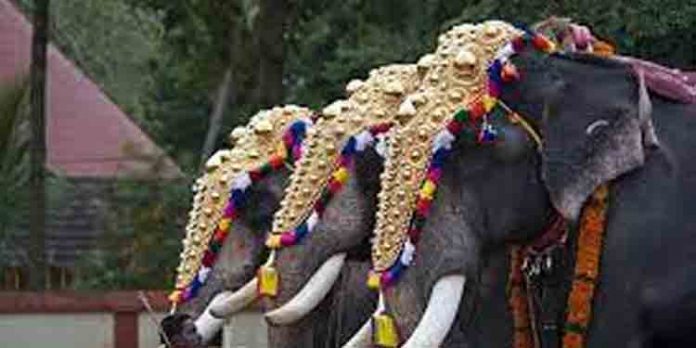 മുന്നറിയിപ്പില്ലാതെ എഴുന്നെള്ളത്തിനുള്ള ആനകളെ ബോര്ഡ് റദ്ദാക്കുന്നു ; ദുരിതം പേറി ഉത്സവം നടത്തിപ്പുകാര് മുന്നറിയിപ്പില്ലാതെ എഴുന്നെള്ളത്തിനുള്ള ആനകളെ ബോര്ഡ് റദ്ദാക്കുന്നു ; ദുരിതം പേറി ഉത്സവം നടത്തിപ്പുകാര്