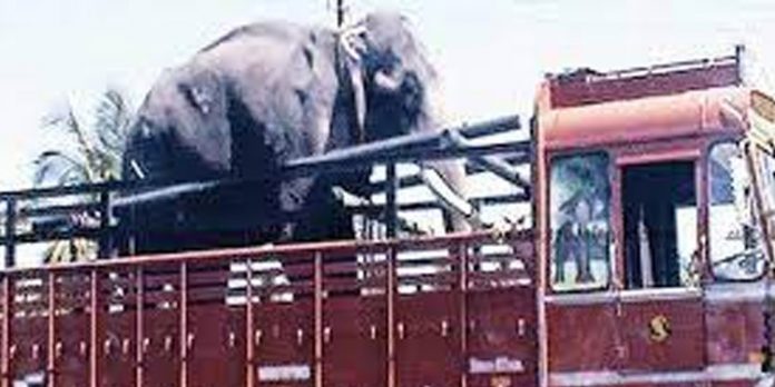 ആനയുടെ കൊമ്പ് തട്ടി ലോറിയില് നിന്ന് വീണ പാപ്പാന് മരിച്ചു ആനയുടെ കൊമ്പ് തട്ടി ലോറിയില് നിന്ന് വീണ പാപ്പാന് മരിച്ചു