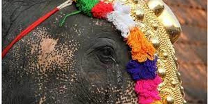 ചേരാനല്ലൂര് ക്ഷേത്രോത്സവത്തിനിടെ ആന ഇടഞ്ഞു ചേരാനല്ലൂര് ക്ഷേത്രോത്സവത്തിനിടെ ആന ഇടഞ്ഞു