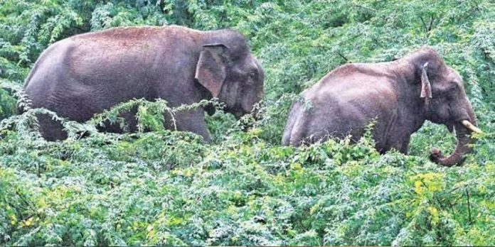 സൂര്യനെല്ലിയില് കാട്ടാനയുടെ ആക്രമണത്തില് ഒരാള് മരിച്ചു സൂര്യനെല്ലിയില് കാട്ടാനയുടെ ആക്രമണത്തില് ഒരാള് മരിച്ചു