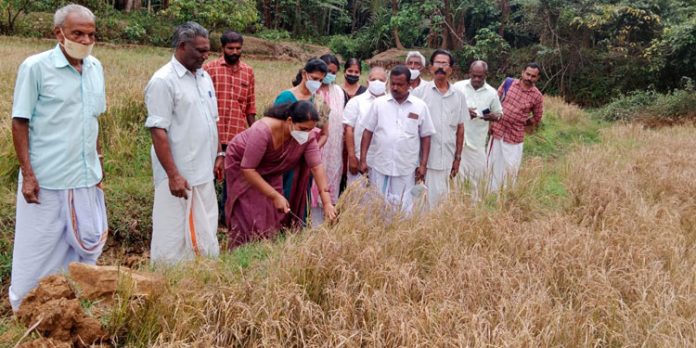 പുല്ലുകുത്തി പാടത്ത് നെൽക്കൃഷി വിളവെടുപ്പ് പുല്ലുകുത്തി പാടത്ത് നെൽക്കൃഷി വിളവെടുപ്പ്