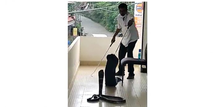 രാജവെമ്പാലയെ പിടികൂടി രാജവെമ്പാലയെ പിടികൂടി