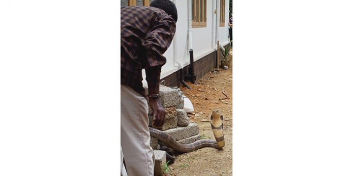 തണ്ണിതോട്ടിൽ നിന്നും രാജവെമ്പാലയെ പിടികൂടി തണ്ണിതോട്ടിൽ നിന്നും രാജവെമ്പാലയെ പിടികൂടി