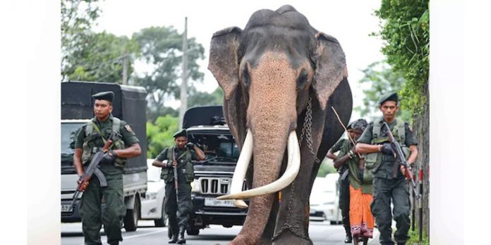 നെടുങ്കമുവ രാജ ഇനി ഓര്മ്മ ; ഏഷ്യയിലെ ഏറ്റവും ഉയരം കൂടിയ ആന ചരിഞ്ഞു നെടുങ്കമുവ രാജ ഇനി ഓര്മ്മ ; ഏഷ്യയിലെ ഏറ്റവും ഉയരം കൂടിയ ആന ചരിഞ്ഞു