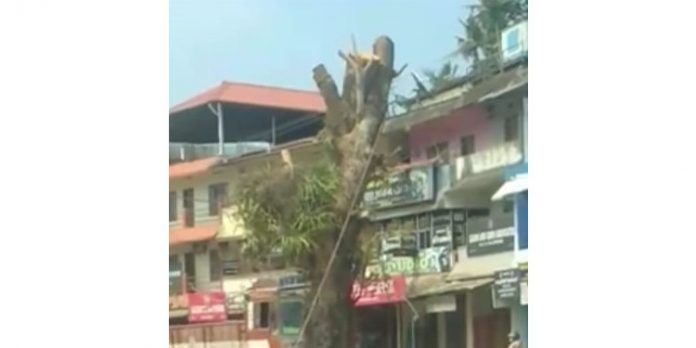 റോഡ് വികസനം ; തണലേകിയ ആൽമരം മുറിച്ചു നീക്കി റോഡ് വികസനം ; തണലേകിയ ആൽമരം മുറിച്ചു നീക്കി