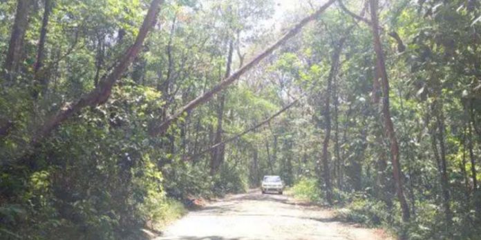 റോഡില് യാത്രക്കാര്ക്ക് അപകടഭീഷണി ഉയര്ത്തുന്ന മരങ്ങള് മുറിച്ചു മാറ്റുന്നില്ല ; പരാതി റോഡില് യാത്രക്കാര്ക്ക് അപകടഭീഷണി ഉയര്ത്തുന്ന മരങ്ങള് മുറിച്ചു മാറ്റുന്നില്ല ; പരാതി