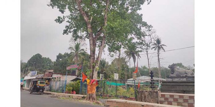 റോഡ് പണിയുടെ ഭാഗമായി ആൽമരം വെട്ടിമാറ്റാൻ തുടങ്ങിയതിൽ പ്രതിഷേധം റോഡ് പണിയുടെ ഭാഗമായി ആൽമരം വെട്ടിമാറ്റാൻ തുടങ്ങിയതിൽ പ്രതിഷേധം