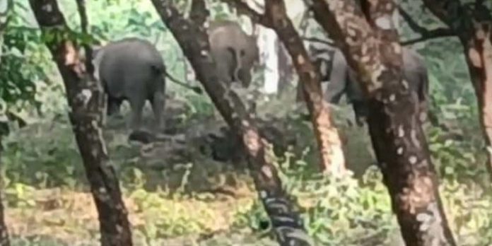 തൃശൂർ പാലപ്പിള്ളിയിൽ വീണ്ടും കാട്ടാനക്കൂട്ടം ; കാടു കയറാതെ നിലയുറപ്പിച്ചു – ജനം ഭീതിയിൽ തൃശൂർ പാലപ്പിള്ളിയിൽ വീണ്ടും കാട്ടാനക്കൂട്ടം ; കാടു കയറാതെ നിലയുറപ്പിച്ചു – ജനം ഭീതിയിൽ