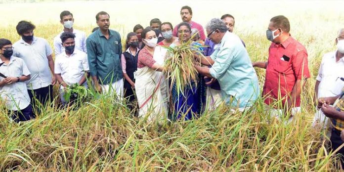 ളാക പാടശേഖരസമിതിയുടെ കൊയ്ത്തുത്സവം ഇടയാറന്മുളയില് മന്ത്രി വീണാ ജോര്ജ് ഉദ്ഘാടനം ചെയ്തു ളാക പാടശേഖരസമിതിയുടെ കൊയ്ത്തുത്സവം ഇടയാറന്മുളയില് മന്ത്രി വീണാ ജോര്ജ് ഉദ്ഘാടനം ചെയ്തു