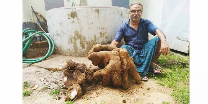 പോസ്റ്റല് അസിസ്റ്റന്റ് സുരേഷ് കുമാര് കൃഷിയിടത്തില് വിളവെടുത്തത് നൂറുമേനി ; ഗ്രോബാഗ് കൃഷിയിലും മികച്ച വിളവ് പോസ്റ്റല് അസിസ്റ്റന്റ് സുരേഷ് കുമാര് കൃഷിയിടത്തില് വിളവെടുത്തത് നൂറുമേനി ; ഗ്രോബാഗ് കൃഷിയിലും മികച്ച വിളവ്