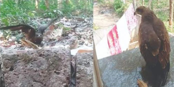 പൂന്താനം ചക്കുഴിയില് പരുന്തിന്റെ അക്രമണം മൂലം പുറത്തിറങ്ങാന് പറ്റുന്നില്ലെന്ന് നാട്ടുകാരുടെ പരാതി പൂന്താനം ചക്കുഴിയില് പരുന്തിന്റെ അക്രമണം മൂലം പുറത്തിറങ്ങാന് പറ്റുന്നില്ലെന്ന് നാട്ടുകാരുടെ പരാതി