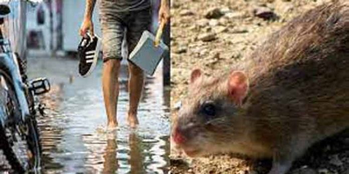 ജില്ലയില് എലിപ്പനി കൂടുന്നു ; ജാഗ്രത പുലര്ത്തണം – ഡി.എം.ഒ ജില്ലയില് എലിപ്പനി കൂടുന്നു ; ജാഗ്രത പുലര്ത്തണം – ഡി.എം.ഒ