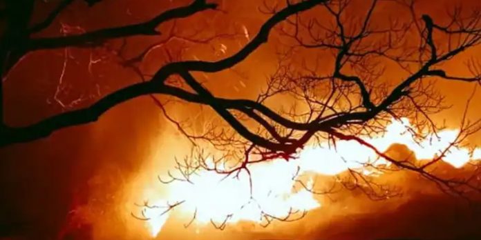 പാലക്കാട് വനമേഖലകളിൽ അണയാതെ കാട്ടുതീ പാലക്കാട് വനമേഖലകളിൽ അണയാതെ കാട്ടുതീ