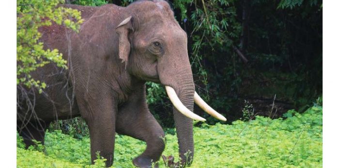 കാട്ടാനയുടെ മുന്നിൽപ്പെട്ട തൊഴിലുറപ്പ് തൊഴിലാളികൾ അത്ഭുതകരമായി രക്ഷപ്പെട്ടു കാട്ടാനയുടെ മുന്നിൽപ്പെട്ട തൊഴിലുറപ്പ് തൊഴിലാളികൾ അത്ഭുതകരമായി രക്ഷപ്പെട്ടു