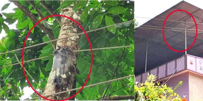 വൈദ്യുതി കമ്പിയെ മരം വിഴുങ്ങിയിട്ടും കെ.എസ്.ഇ.ബിക്കു കുലുക്കമില്ല വൈദ്യുതി കമ്പിയെ മരം വിഴുങ്ങിയിട്ടും കെ.എസ്.ഇ.ബിക്കു കുലുക്കമില്ല