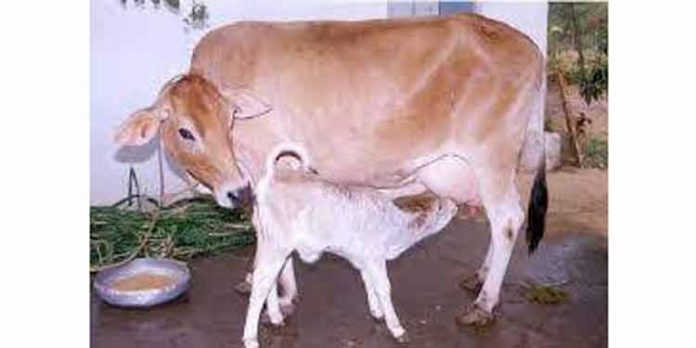 ജില്ലാ ക്ഷീരസംഗമം അടൂരില് മാര്ത്തോമ യൂത്ത് സെന്ററില് നടക്കും ജില്ലാ ക്ഷീരസംഗമം അടൂരില് മാര്ത്തോമ യൂത്ത് സെന്ററില് നടക്കും