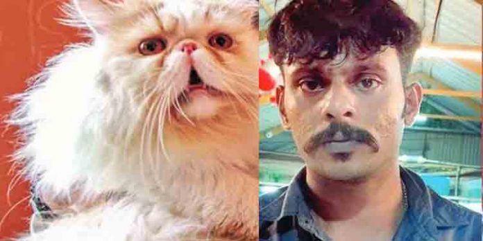 വളര്ത്തുമൃഗങ്ങളെ വില്ക്കുന്ന സ്ഥാപനം കുത്തിത്തുറന്ന് പൂച്ചകളെ മോഷ്ടിച്ച കേസില് പ്രതി പിടിയില് വളര്ത്തുമൃഗങ്ങളെ വില്ക്കുന്ന സ്ഥാപനം കുത്തിത്തുറന്ന് പൂച്ചകളെ മോഷ്ടിച്ച കേസില് പ്രതി പിടിയില്