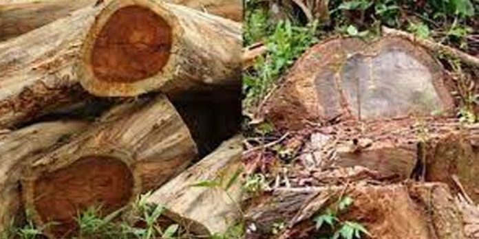 മുട്ടില് മരംമുറി കേസിലെ പ്രതി എന്.ടി സാജന്റെ പുതിയ നിയമനത്തിന് സ്റ്റേ മുട്ടില് മരംമുറി കേസിലെ പ്രതി എന്.ടി സാജന്റെ പുതിയ നിയമനത്തിന് സ്റ്റേ