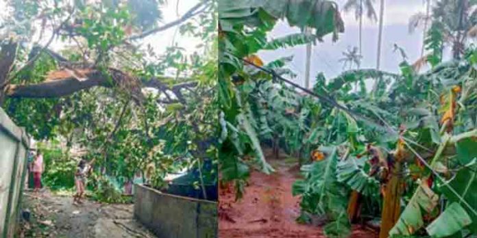 വേനല്മഴയിലും കനത്തകാറ്റിലും ജില്ലയില് വ്യാപക നാശനഷ്ടം വേനല്മഴയിലും കനത്തകാറ്റിലും ജില്ലയില് വ്യാപക നാശനഷ്ടം