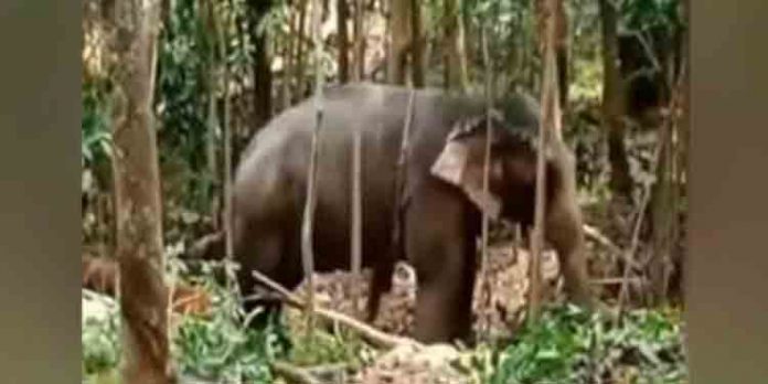 തടിപിടിക്കാനായി കൊണ്ടുവന്ന ആന പാപ്പാനെ കുത്തിക്കൊന്നു തടിപിടിക്കാനായി കൊണ്ടുവന്ന ആന പാപ്പാനെ കുത്തിക്കൊന്നു