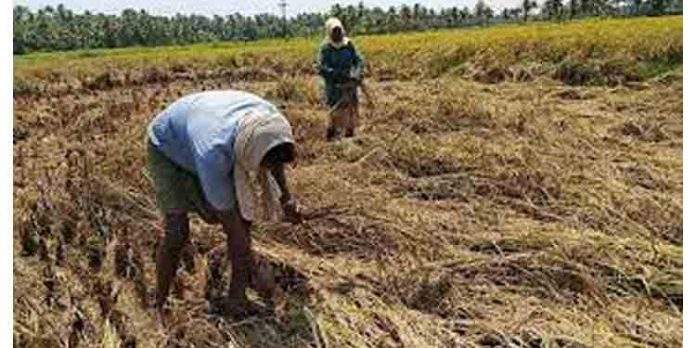 വേനല്മഴ : കോട്ടയം ജില്ലയിലെ കാര്ഷിക മേഖലയില് 21.58 കോടി രൂപയുടെ നാശനഷ്ടo വേനല്മഴ : കോട്ടയം ജില്ലയിലെ കാര്ഷിക മേഖലയില് 21.58 കോടി രൂപയുടെ നാശനഷ്ടo