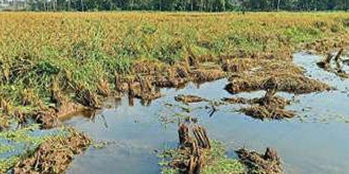കൈനകരി സി ബ്ലോക്ക് മടവീണു ; 600 ഏക്കര് നെല്കൃഷി വെള്ളത്തില് കൈനകരി സി ബ്ലോക്ക് മടവീണു ; 600 ഏക്കര് നെല്കൃഷി വെള്ളത്തില്