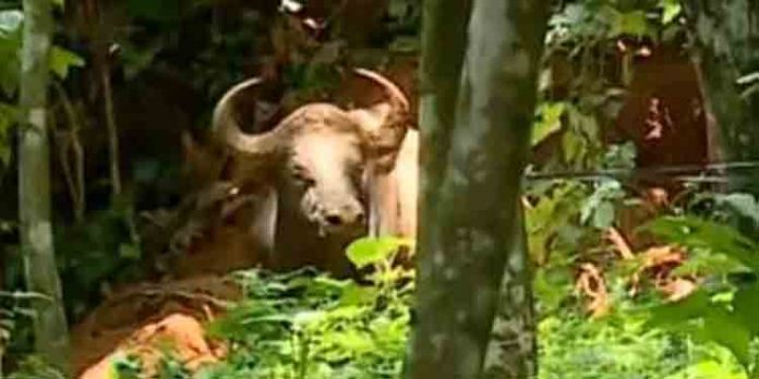 സ്വകാര്യ വ്യക്തിയുടെ പുരയിടത്തിലെ കിണറ്റില് വീണ കാട്ടുപോത്തിനെ പുറത്തെത്തിച്ച് കാടുകയറ്റി സ്വകാര്യ വ്യക്തിയുടെ പുരയിടത്തിലെ കിണറ്റില് വീണ കാട്ടുപോത്തിനെ പുറത്തെത്തിച്ച് കാടുകയറ്റി