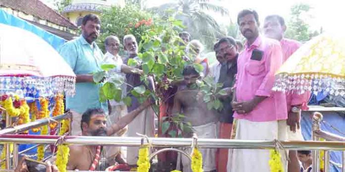 റോഡ് നിര്മ്മാണത്തിനായി മുറിച്ചുമാറ്റിയ ആല്മരത്തിന് പകരം തൈ നട്ടു റോഡ് നിര്മ്മാണത്തിനായി മുറിച്ചുമാറ്റിയ ആല്മരത്തിന് പകരം തൈ നട്ടു
