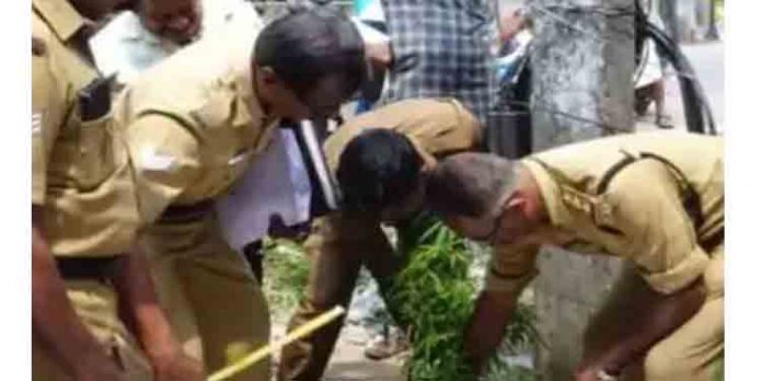 കരുനാഗപ്പള്ളി റോഡരികില് കഞ്ചാവു ചെടി കണ്ടെത്തി കരുനാഗപ്പള്ളി റോഡരികില് കഞ്ചാവു ചെടി കണ്ടെത്തി