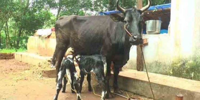 നാവായിക്കുള്ളത്ത് പശുവിന് ഇരട്ട കിടാങ്ങള് ജനിച്ചു നാവായിക്കുള്ളത്ത് പശുവിന് ഇരട്ട കിടാങ്ങള് ജനിച്ചു