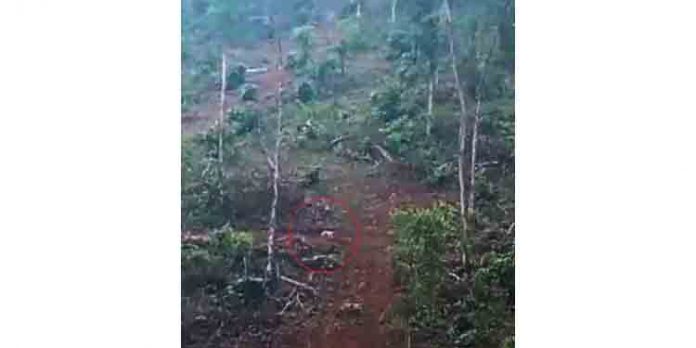 എലിമുള്ളുംപ്ലാക്കൽ പേരുവാലി കൂപ്പിൽ പുലി ഇറങ്ങിയതായി അഭ്യൂഹം എലിമുള്ളുംപ്ലാക്കൽ പേരുവാലി കൂപ്പിൽ പുലി ഇറങ്ങിയതായി അഭ്യൂഹം